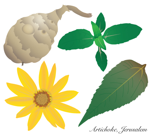 Jerusalem Artichoke